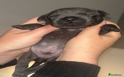 Staffordshire Bull Terrier dogs for sale: Beautiful blue staff puppies  - Image 11