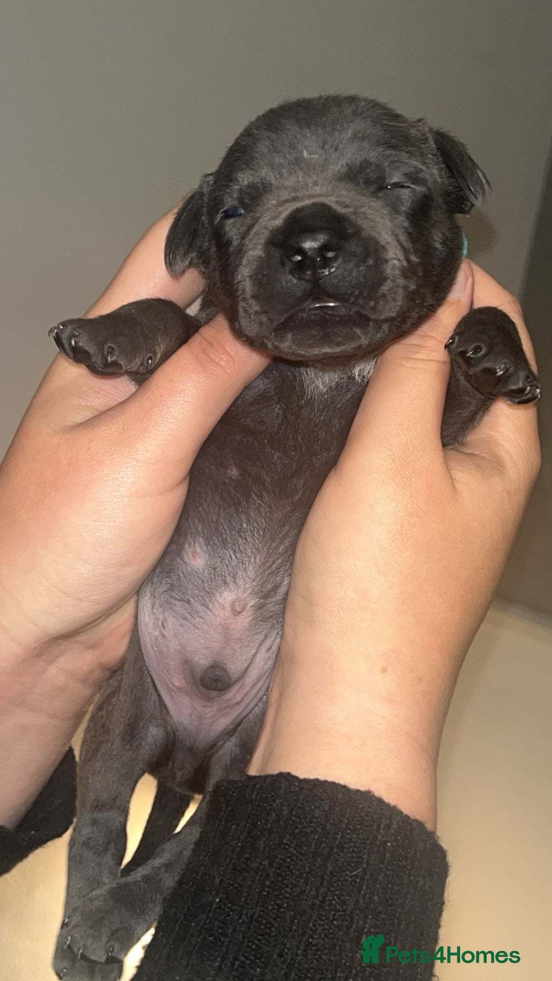 Staffordshire Bull Terrier dogs for sale: Beautiful blue staff puppies  - Image 11