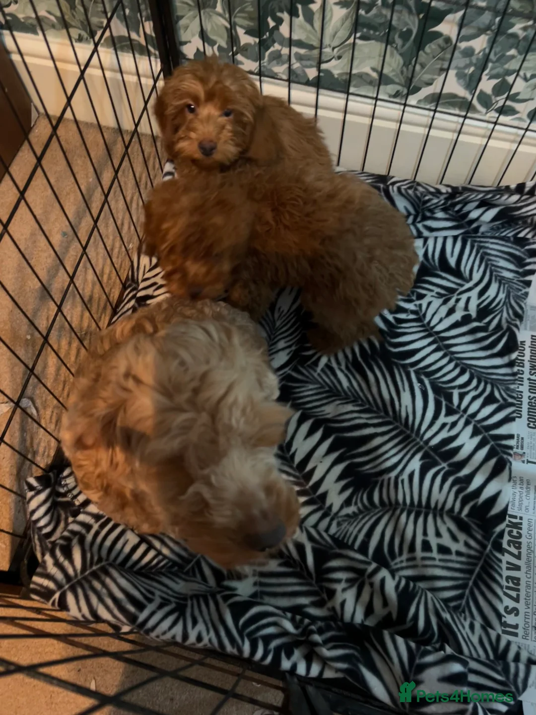 Cockapoo dogs for sale: Stunning fox red cockapoo puppies PRA Clear  - Advert 14