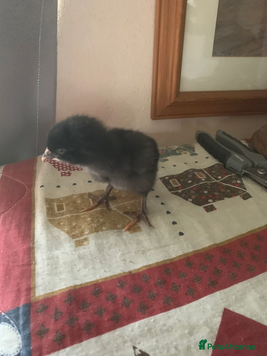 Chickens poultry for sale: French Maran chicks  - Advert 2