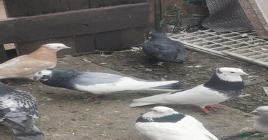 Pigeons birds - Advert 5