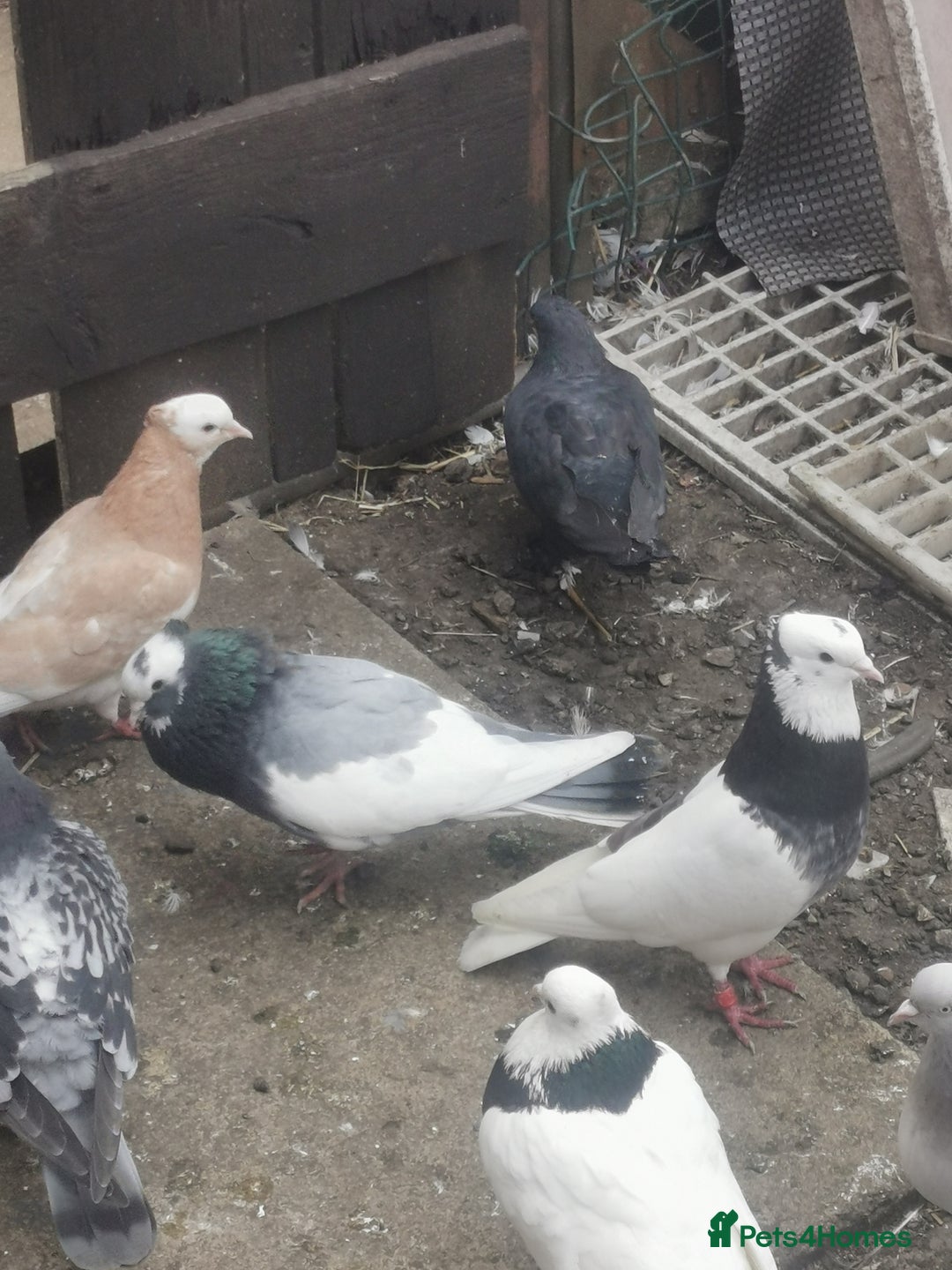 Pigeons birds for sale: Pigeon for sale all good quality and healthy  - Image 3