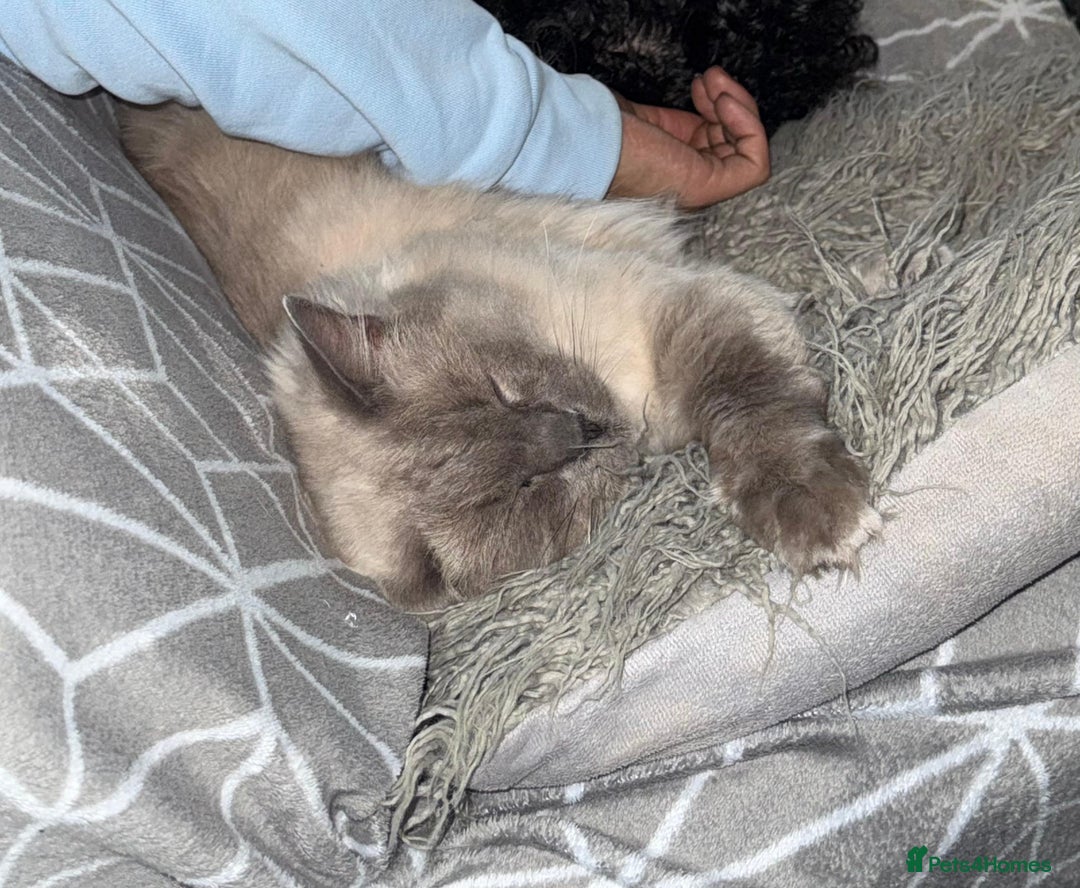 Ragdoll cats for sale: Beautiful male blue point ragdoll (not neutered) - Advert 3