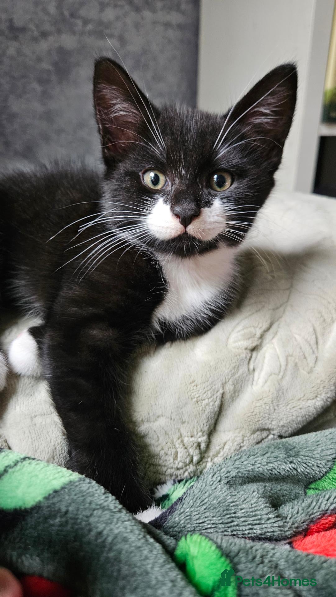 Mixed Breed cats for sale: Three playfull kittens looking for forever homes. - Advert 14