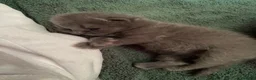 British Shorthair cats for sale: Amazing Pedigree British Shorthair Kittens  - Advert 7