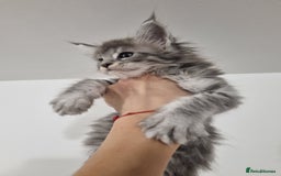 Maine Coon cats for sale: Purebred King Size Maine Coon kittens  - Image 14