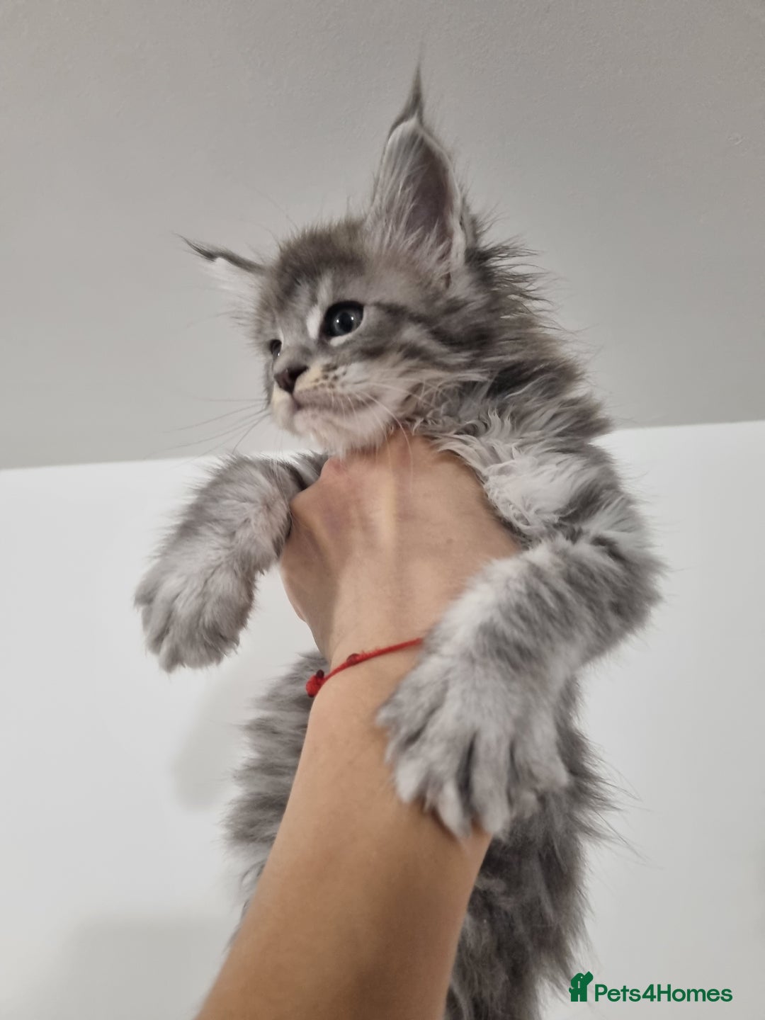 Maine Coon cats for sale: Purebred King Size Maine Coon kittens  - Image 14