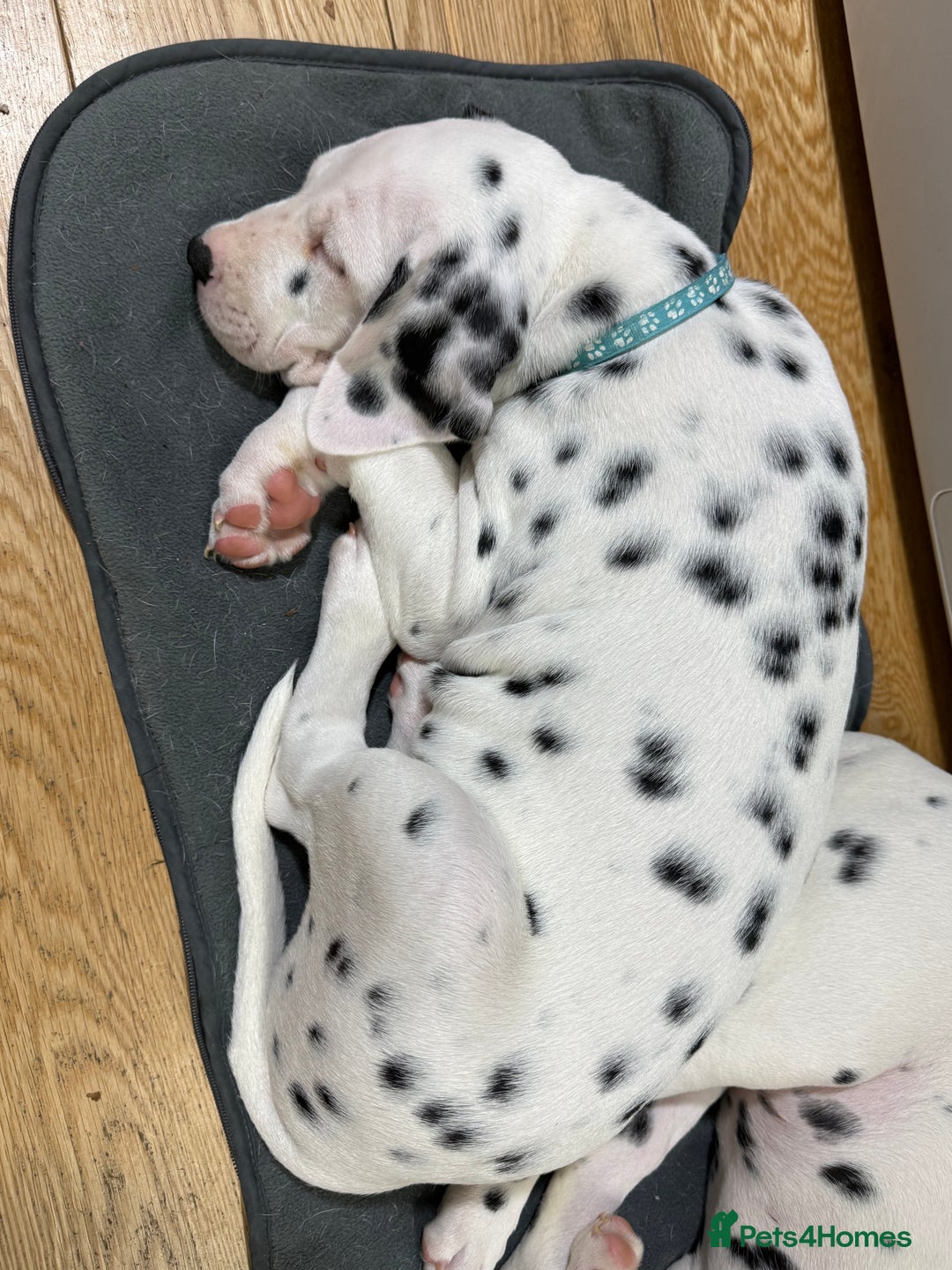 Dalmatian dogs for sale: Dalmațian puppies dogs - Image 31