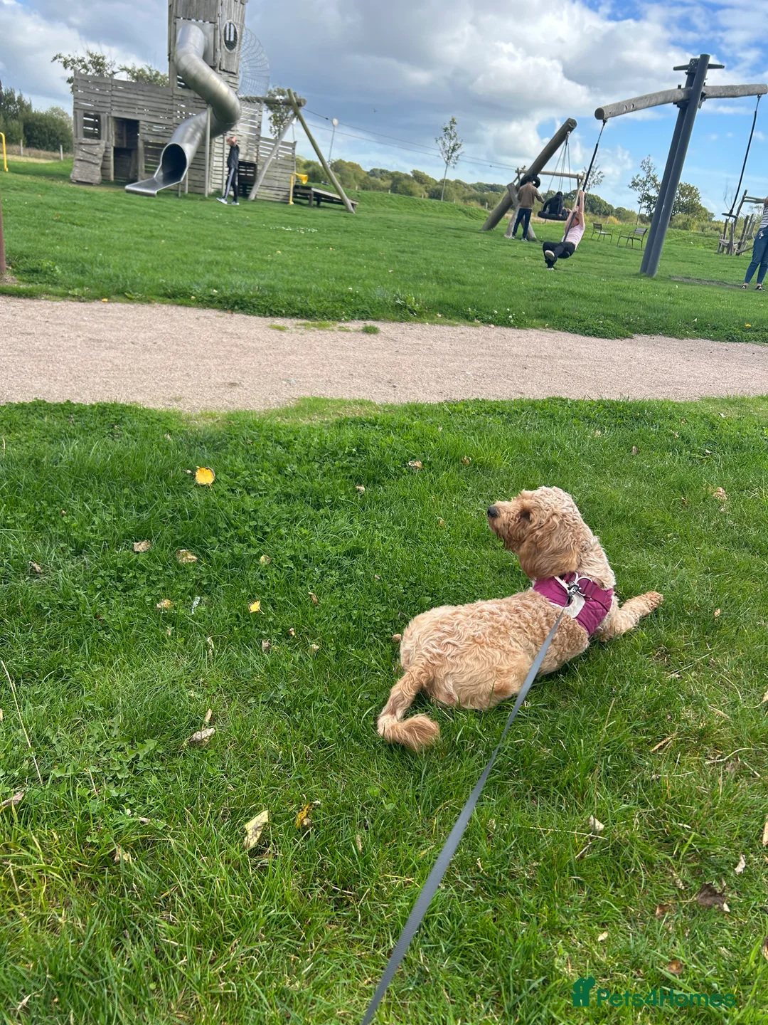 Cavapoo dogs for sale: Gorgeous, Cavapoo Girl for sale  - Advert 13