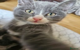 Mixed Breed cats for sale: Beautiful British Shorthair Cross  - Image 39