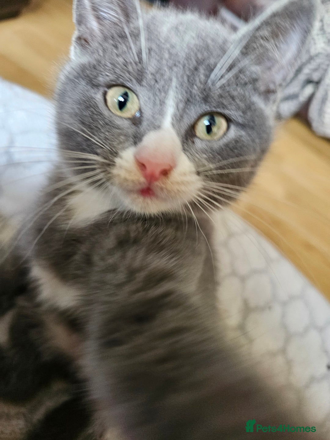 Mixed Breed cats for sale: Beautiful British Shorthair Cross  - Image 39