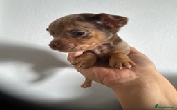 Jack Russell dogs for sale: 9 Jack Russel merles - Image 7
