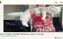 Ragdoll cats for sale: Beautiful Ragdoll Kittens  - Image 36