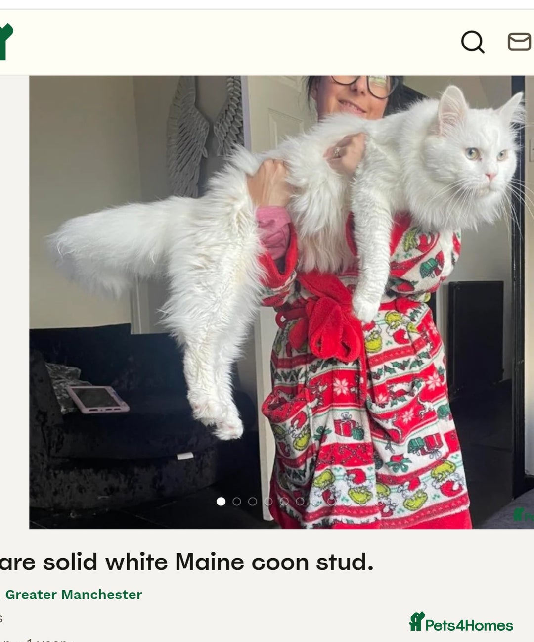 Ragdoll cats for sale: Beautiful Ragdoll Kittens  - Image 36