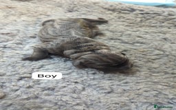 Cane Corso dogs for sale: Purebred champion bloodline cane corso puppies - Image 7