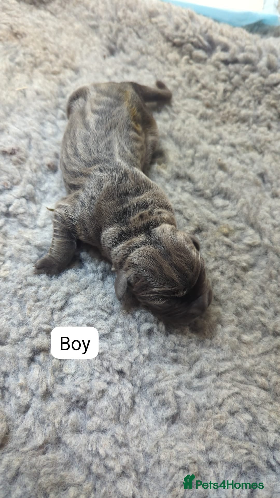 Cane Corso dogs for sale: Purebred champion bloodline cane corso puppies - Image 7