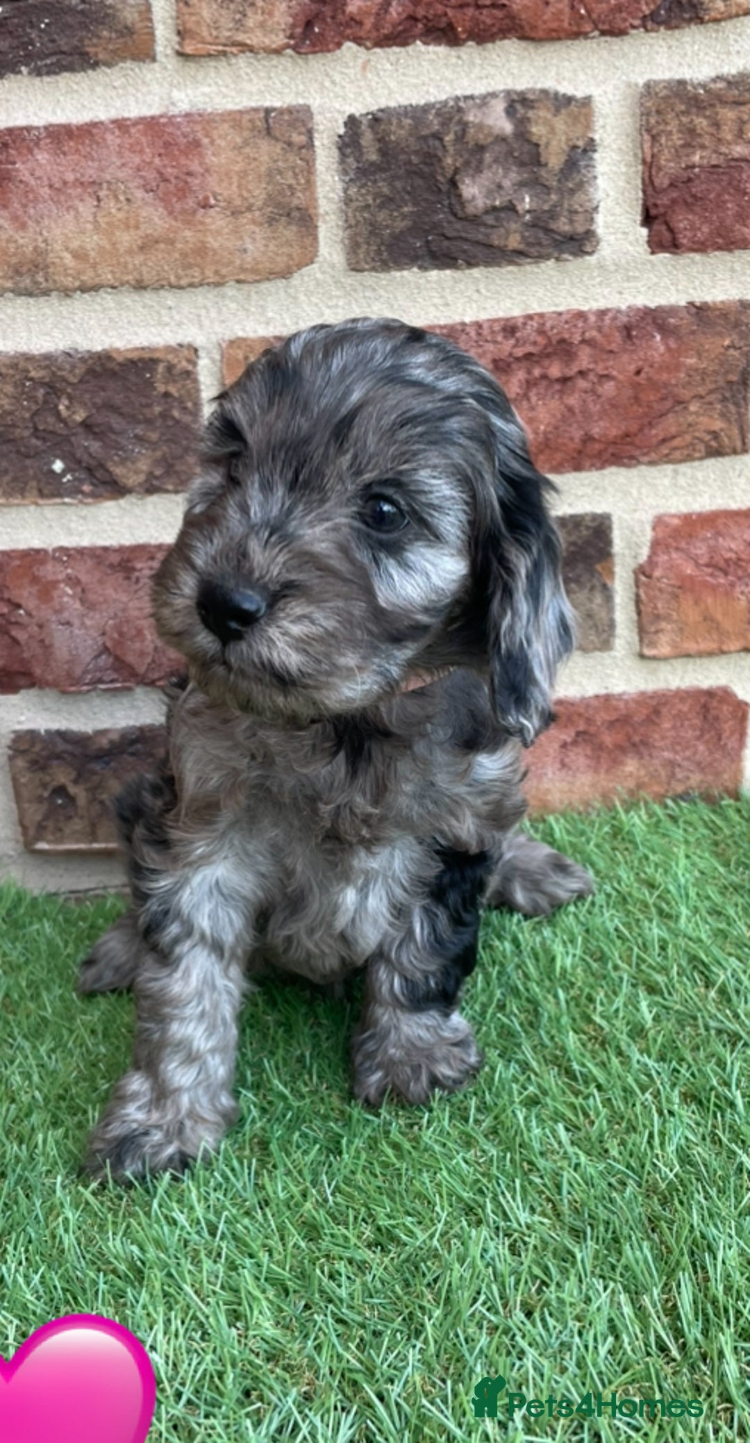 Cockapoo dogs for sale: Ready now. Cockapoos - Image 8