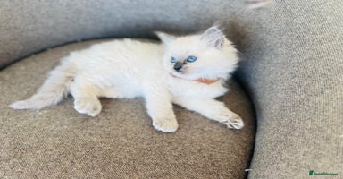 Ragdoll cats - Advert 11