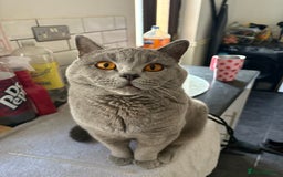 British Shorthair cats for stud: Chunky British Shorthair full pedigree - Image 1