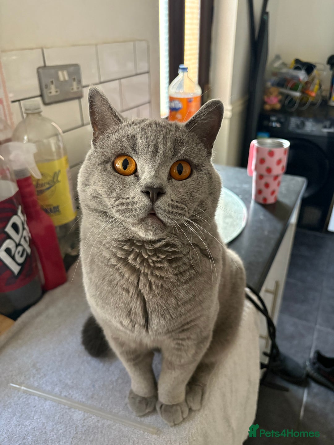 British Shorthair cats for stud: Chunky British Shorthair full pedigree - Image 1