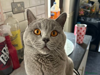 British Shorthair cats - Advert 26