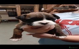 Boxer dogs for sale: Kc registered bob and tailed boxer puppies - Image 7