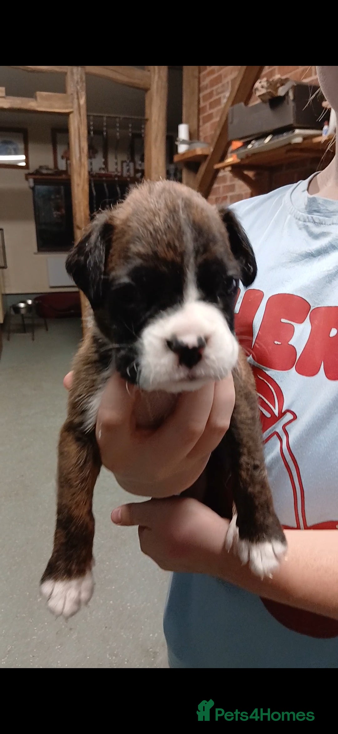 Boxer dogs for sale: Kc registered bob and tailed boxer puppies - Image 7