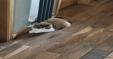 British Longhair cats - Advert 15