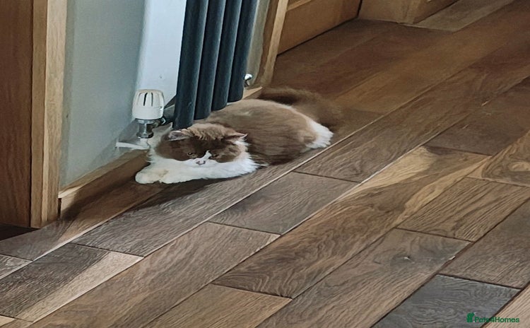 British Longhair cats - Advert 1