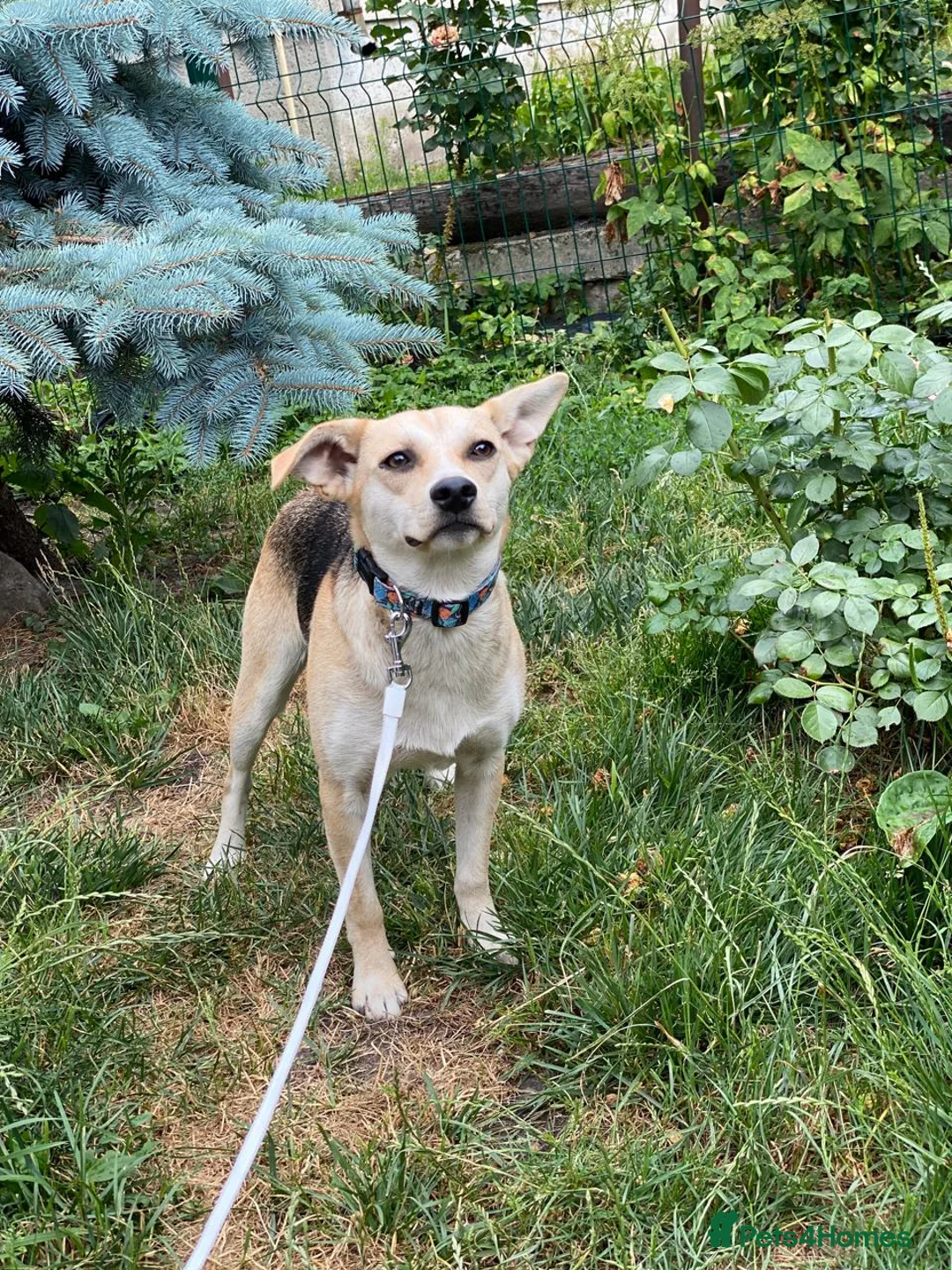 Mixed Breed dogs for adoption: ❤️CARAMEL- 11 months old low-medium sunshine girl - Advert 2