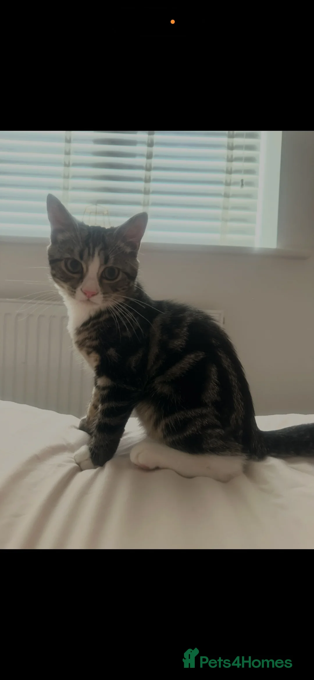 Mixed Breed cats for sale: Blue , tabby x - Advert 2