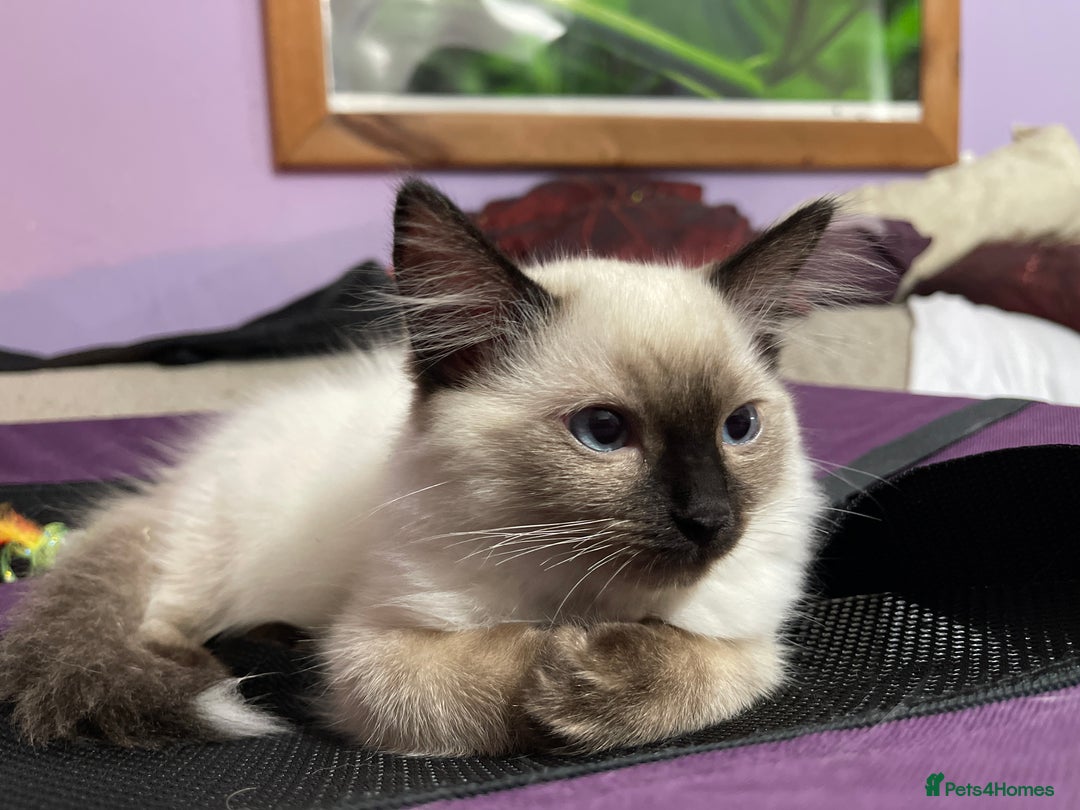 Ragdoll cats for sale: Exquisite 6th Gen*  PUREBREED Ragdoll Kittens - Image 9