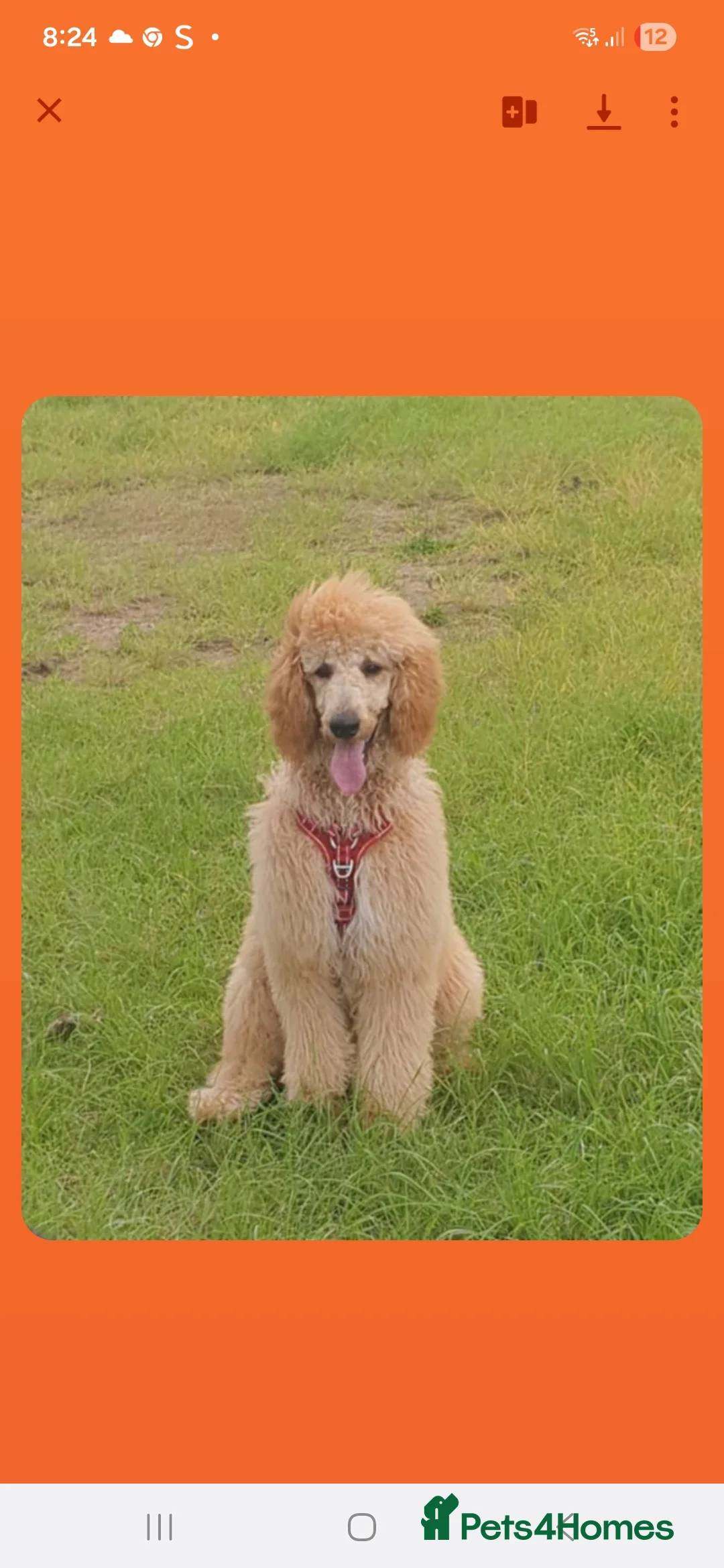 Bordoodle dogs for sale: F1b bordoodle puppies - Advert 2