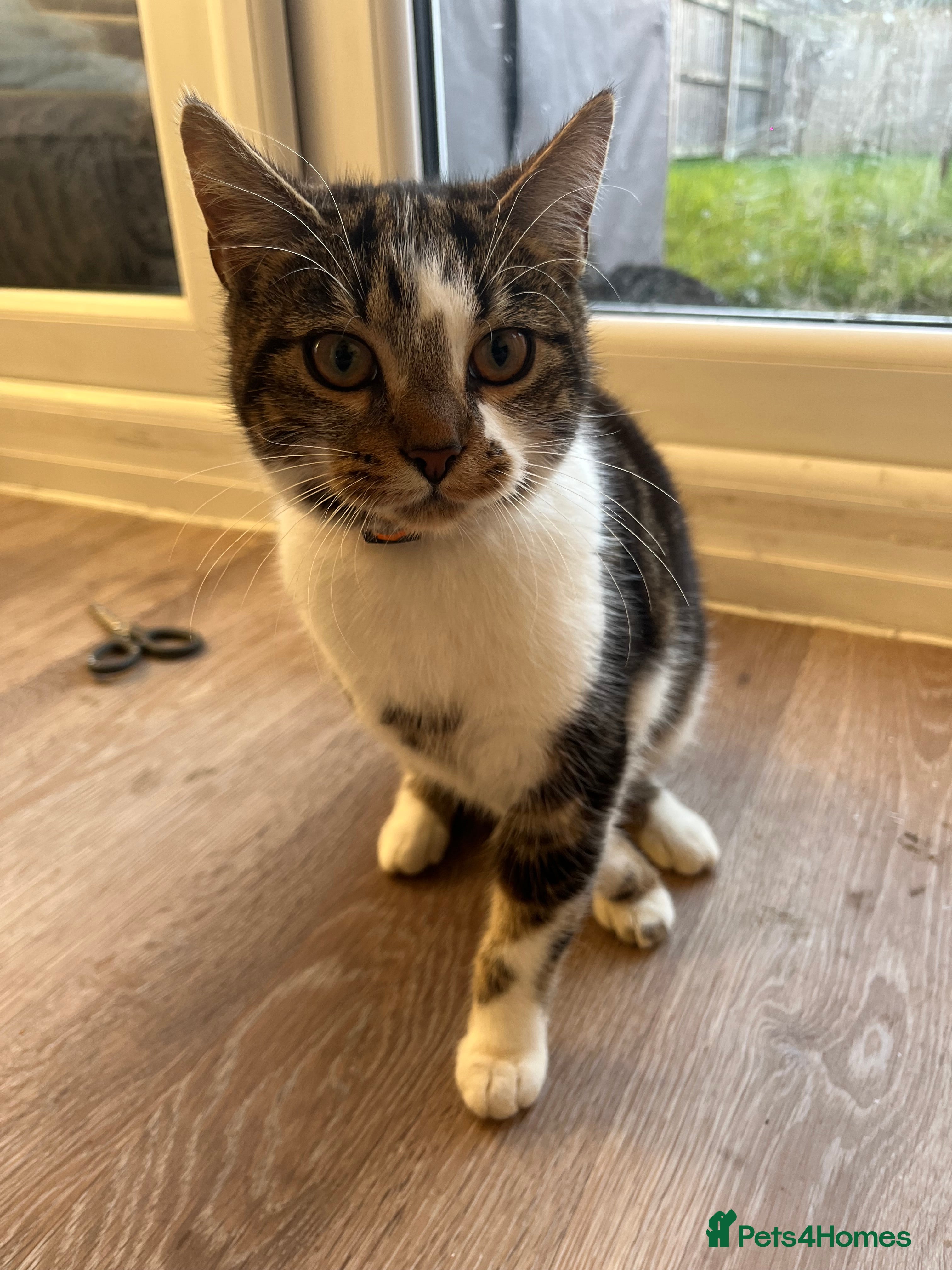 Mixed Breed cats 3 cats needing good homes - Advert 17