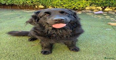 Mixed Breed dogs - Advert 6