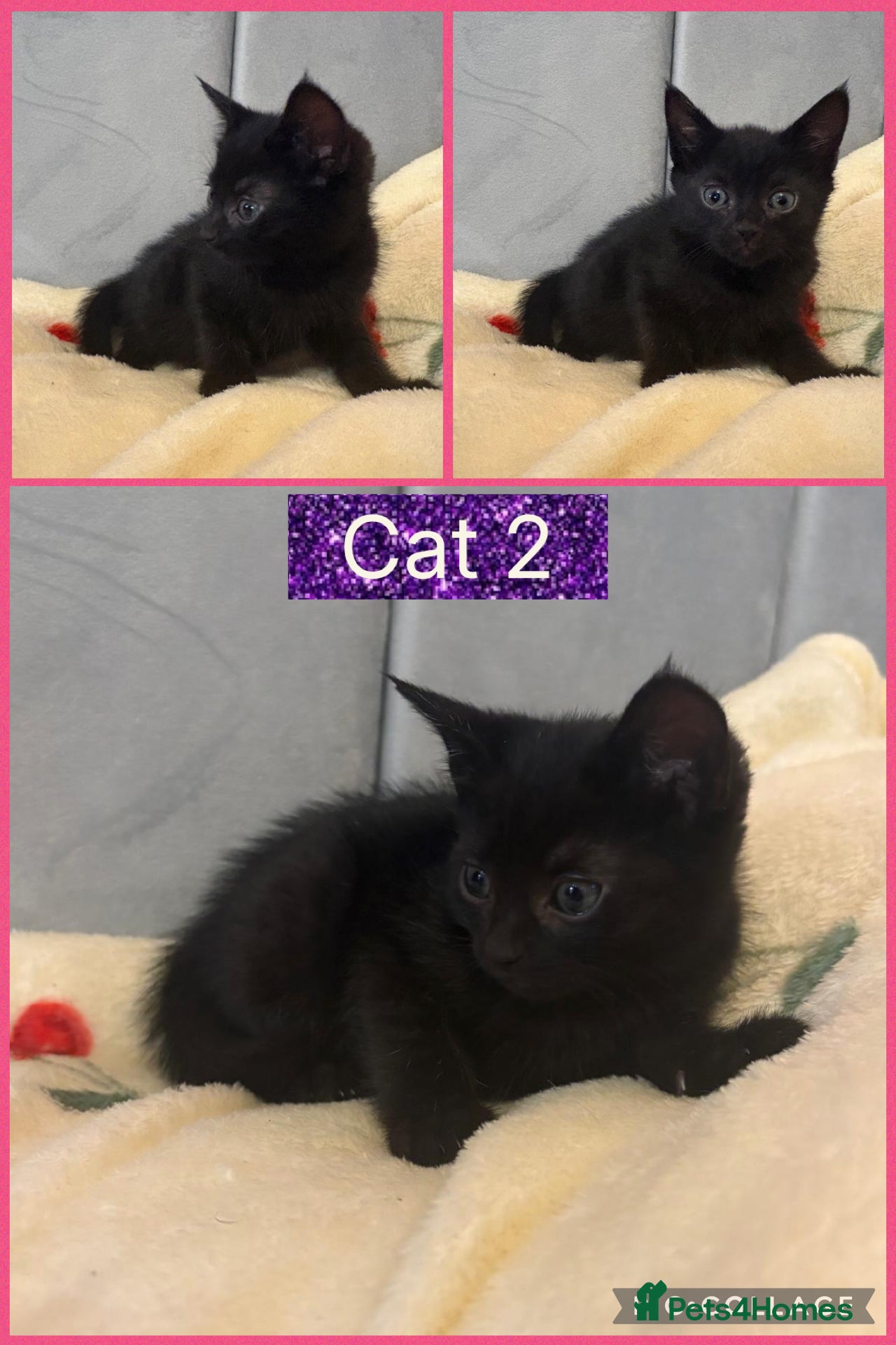 Mixed Breed cats 3 female kittens ready to leave on 11th May 🐈‍⬛ - Advert 17