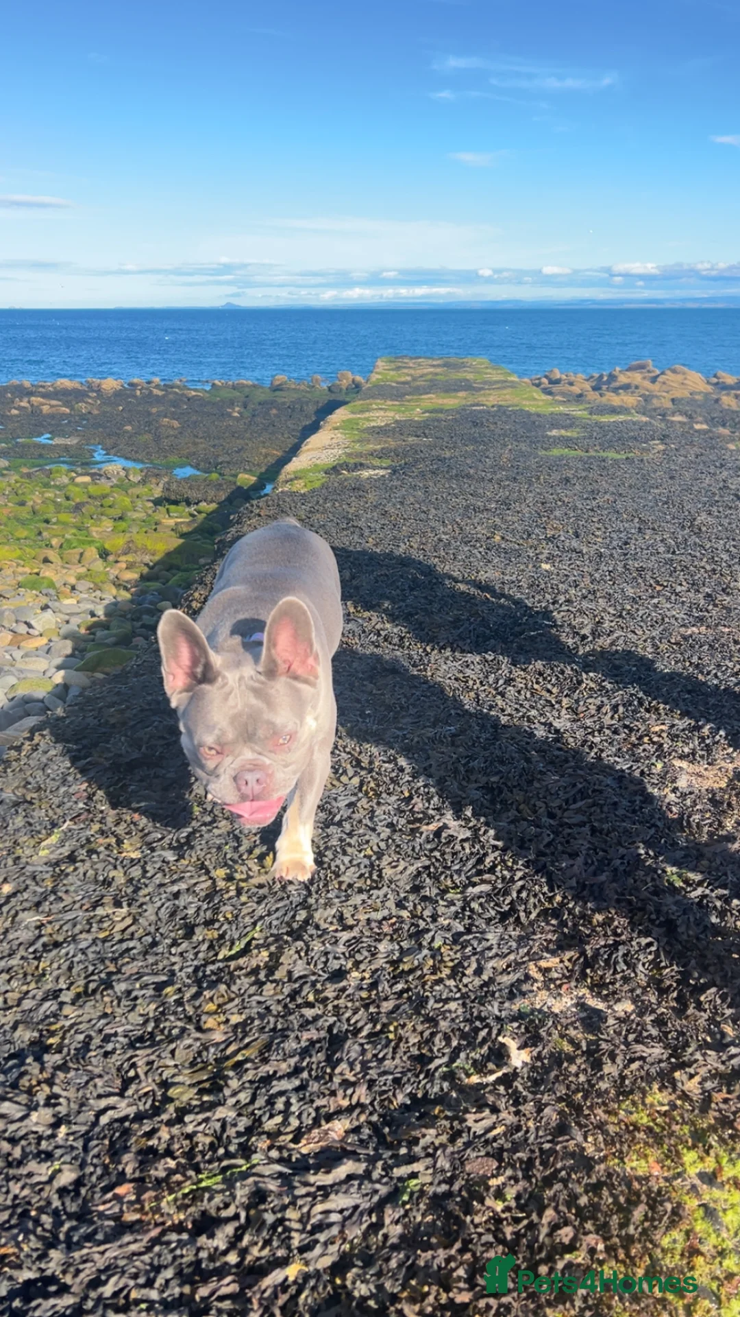 French Bulldog dogs for sale: Lovely Lilac&Tan French Bulldog Girl 3 Years Old - Advert 2