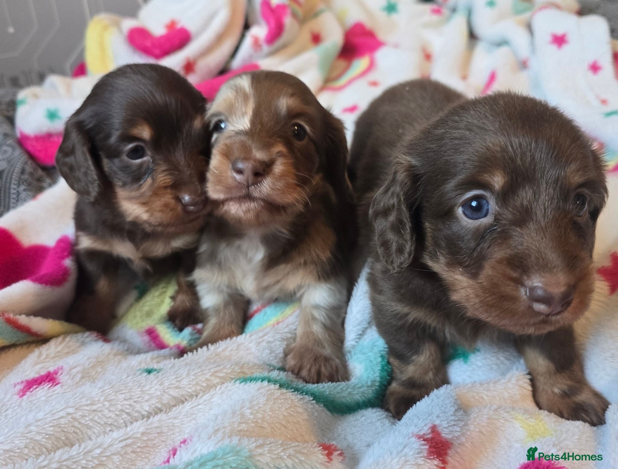 Miniature Dachshund dogs 3 Boys to be reserved  - Advert 11