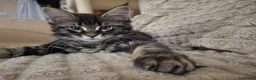 Maine Coon cats for sale: Fluffy Maine Coon Kittens - Advert 24