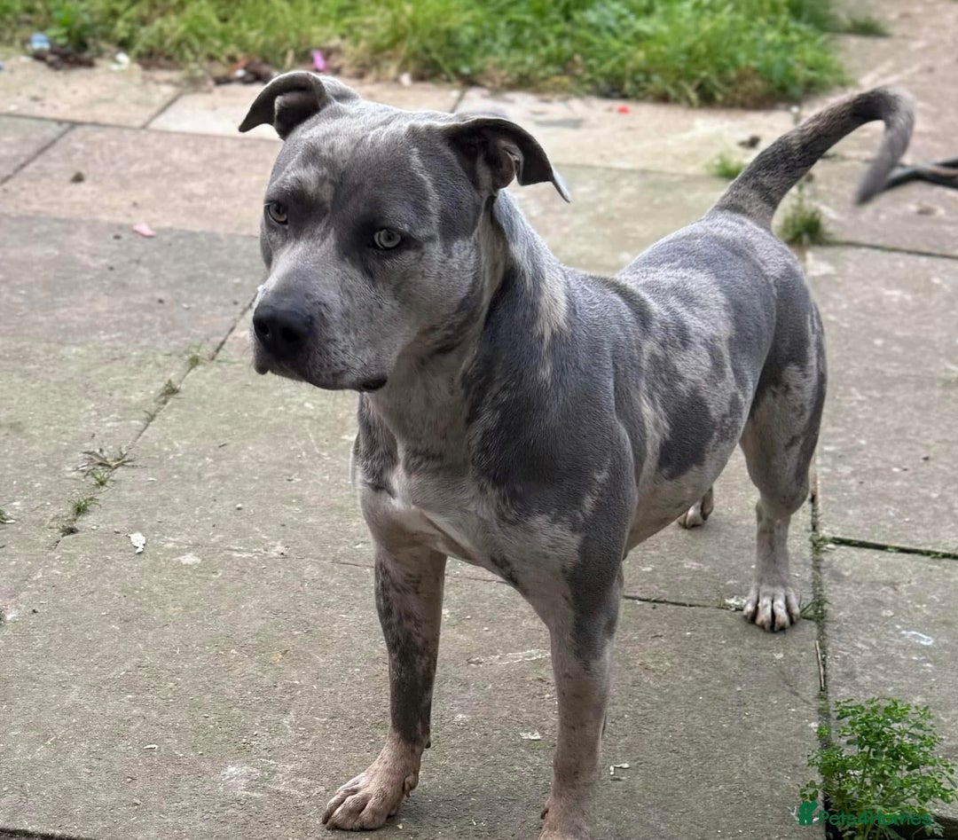 Mixed Breed dogs for sale: Female staffy - Image 1