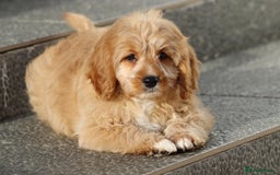 Cavapoo dogs for sale: F1 Cavapoo puppies for sale FULLY VACCINATED - Advert 37