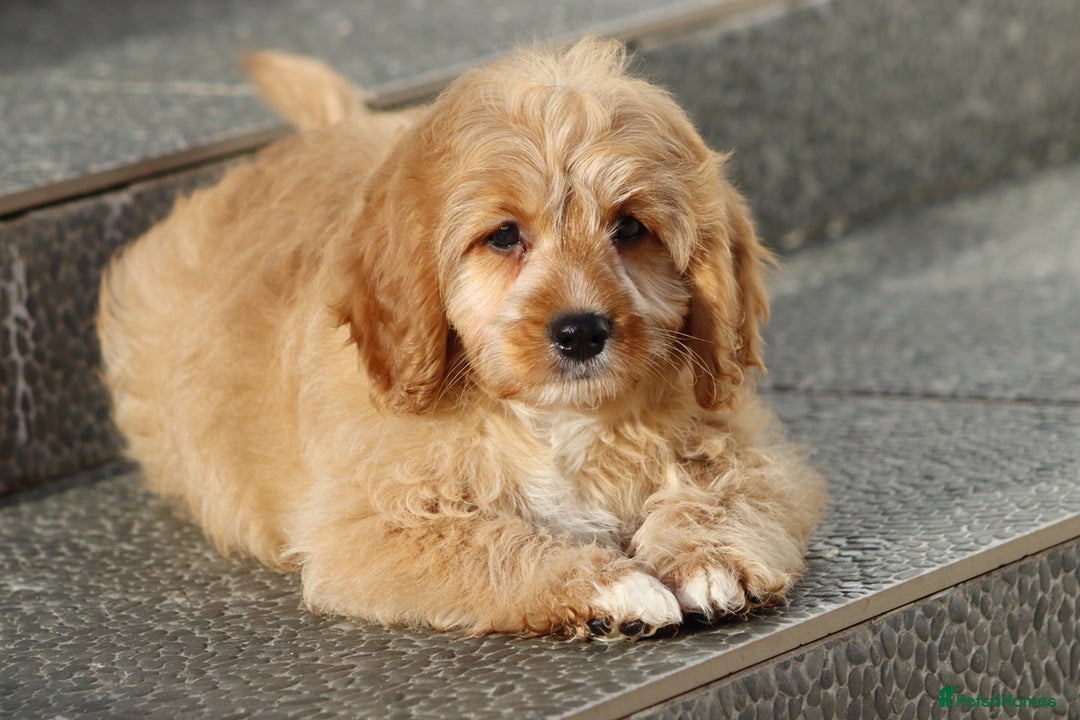 Cavapoo dogs for sale: F1 Cavapoo puppies for sale FULLY VACCINATED - Advert 37