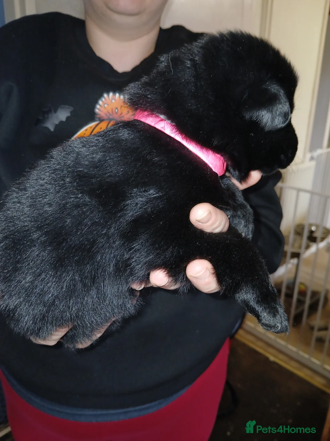 German Shepherd dogs for sale: German shepards puppies - Advert 20