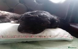Bedlington Terrier dogs for sale: 2 x Bedlington boys  - Image 7