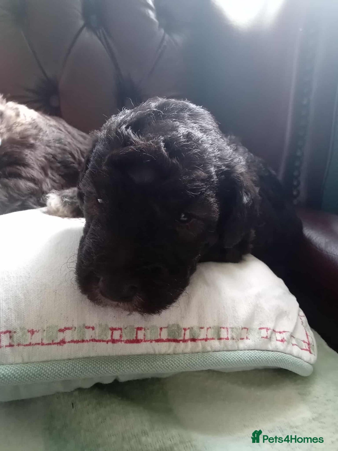 Bedlington Terrier dogs for sale: 2 x Bedlington boys  - Image 7