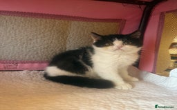 Persian cats for sale: 💗5 Boys and 3 Girl 💗 - Image 9