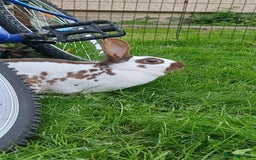 English rabbits for sale: English Doe - Image 2