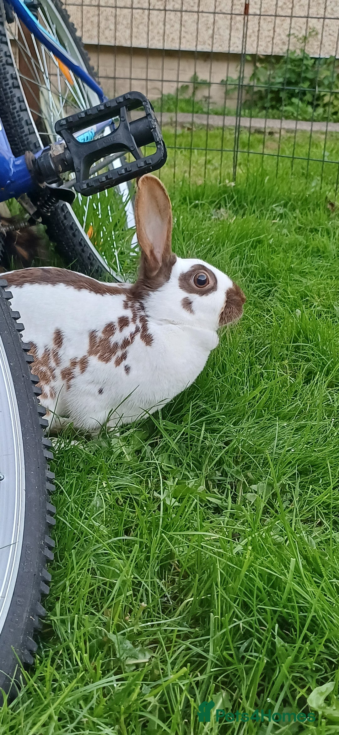 English rabbits for sale: English Doe - Image 2
