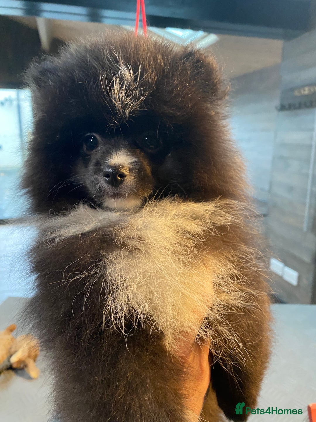 Pomeranian dogs for sale: Super cute sassy poms - Advert 3