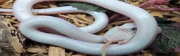 Corn Snake reptiles for sale: 4 x Snakes & Full Setups  - Advert 9